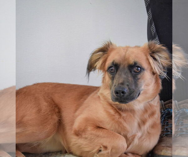 Medium Photo #5 Boxer-Colonial Cocker Spaniel Mix Puppy For Sale in Huntley, IL, USA