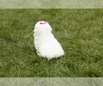 Small Photo #5 Bichon Frise Puppy For Sale in WOLCOTTVILLE, IN, USA