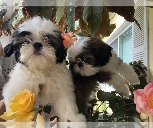 Medium Photo #4 Shih Tzu Puppy For Sale in PALMETTO, FL, USA