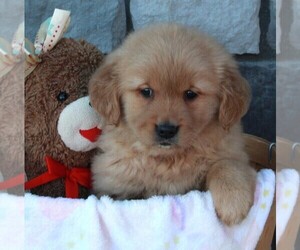 Golden Retriever Puppy for sale in FREDERICKSBURG, OH, USA