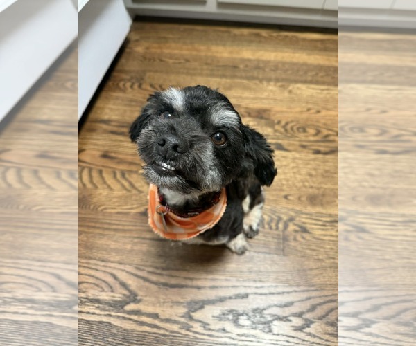 Medium Photo #8 Shih Tzu-Unknown Mix Puppy For Sale in Arlington, VA, USA