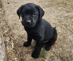 Small #2 Labrador Retriever