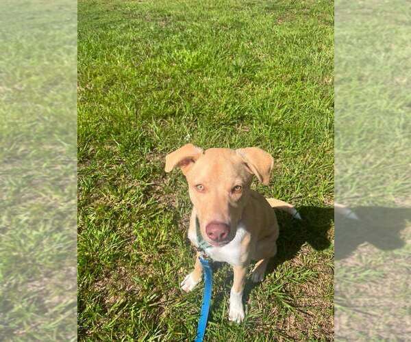 Medium Photo #2 Mutt Puppy For Sale in Candler, NC, USA