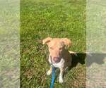 Small #1 Mutt