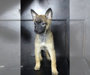 Belgian Malinois-Dutch Shepherd Dog Mix Puppy for sale in MONCLOVA, OH, USA