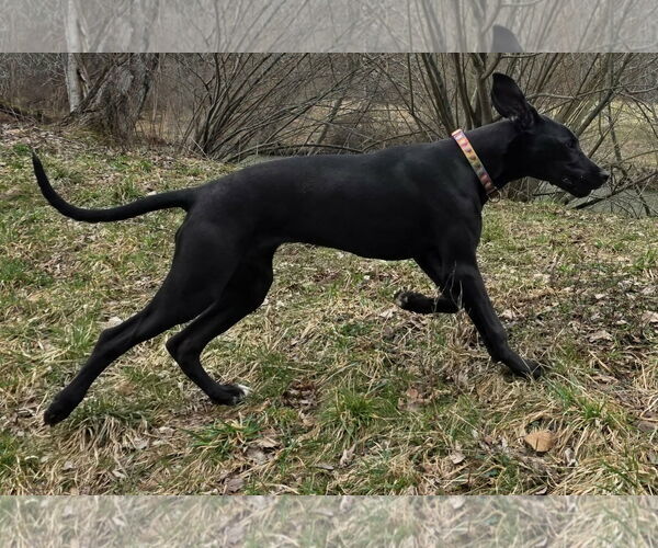 Medium Photo #3 Great Dane Puppy For Sale in Cuba, NY, USA