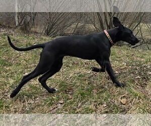 Mia - Female Great Dane Dog for Adoption - Photo #3