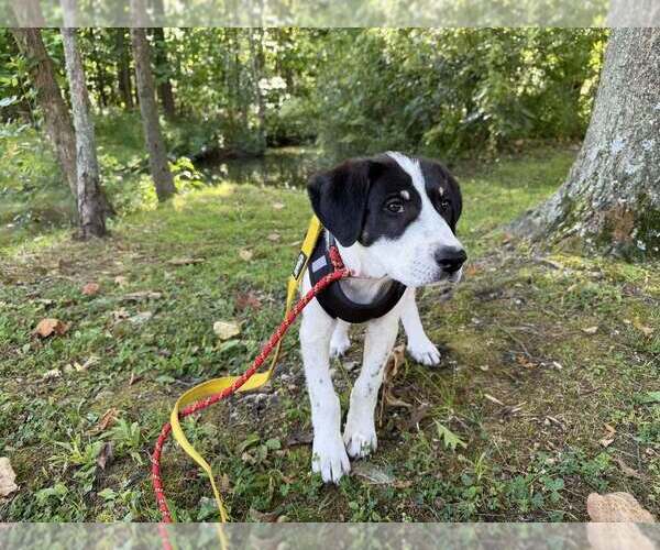 Medium Photo #13 Border-Aussie Puppy For Sale in New York, NY, USA