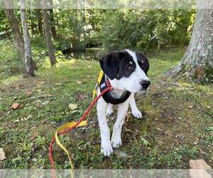 Hitch (AL) - Male Border-Aussie Dog for Adoption - Photo #13