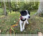 Small Photo #13 Border-Aussie Puppy For Sale in New York, NY, USA