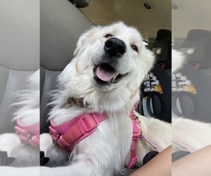 Mother of the Golden Pyrenees puppies born on 05/17/2026