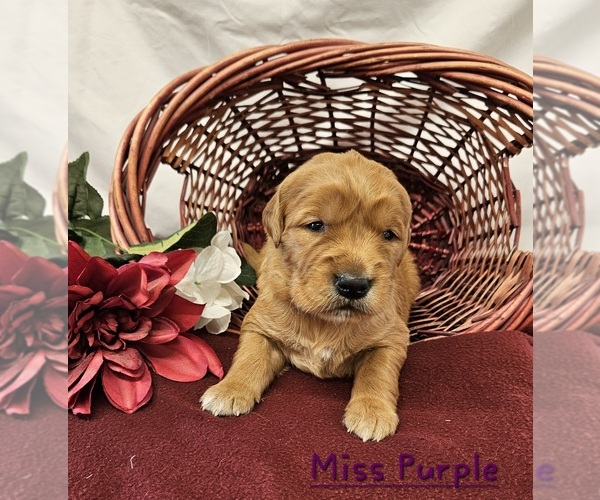 Medium Photo #4 Golden Retriever Puppy For Sale in MORRILL, KS, USA