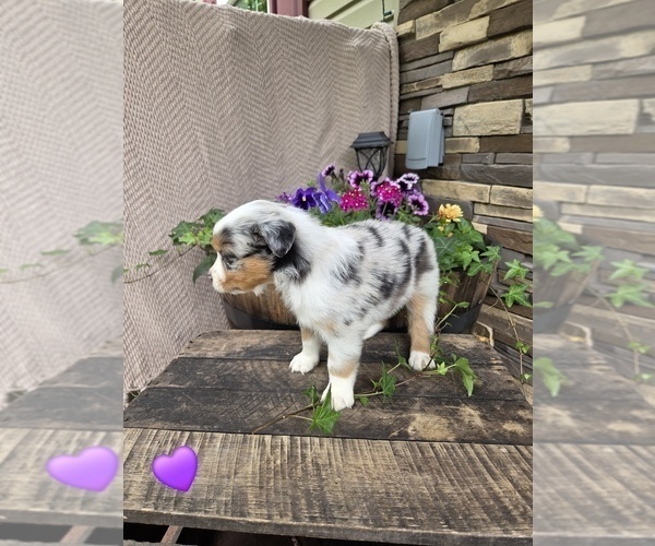 Medium Photo #7 Australian Shepherd Puppy For Sale in SALISBURY, PA, USA