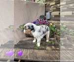 Small #6 Australian Shepherd