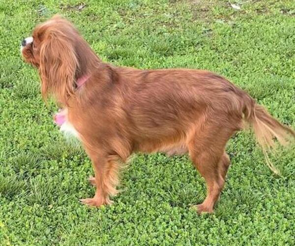 Medium Photo #1 Cavalier King Charles Spaniel Puppy For Sale in COARSEGOLD, CA, USA