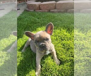 French Bulldog Puppy for sale in MCKINNEY, TX, USA