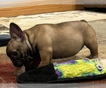 Small #7 French Bulldog