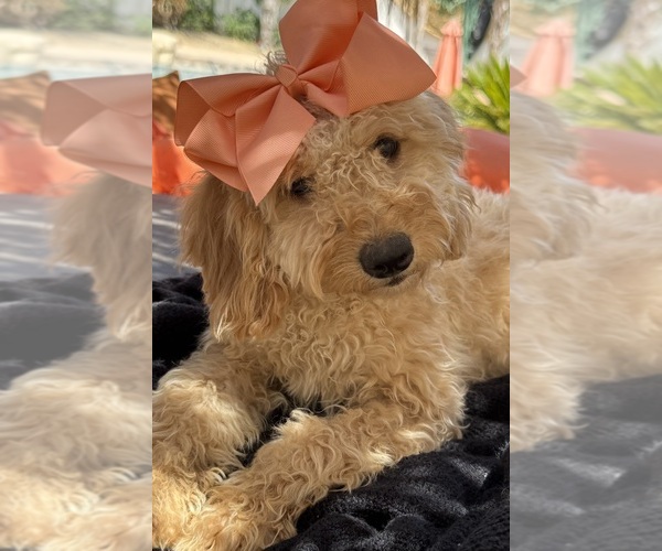 Medium Photo #56 Goldendoodle mix (+ Poodle Miniature) Puppy For Sale in MENIFEE, CA, USA