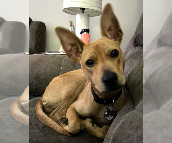 Medium Photo #2 Pharaoh Hound-Unknown Mix Puppy For Sale in Enfield, CT, USA
