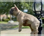 Small Photo #19 French Bulldog Puppy For Sale in WEST ORANGE, NJ, USA