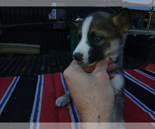 Medium Photo #1 Siberian Husky Puppy For Sale in LONG EDDY, NY, USA