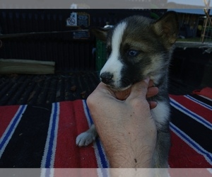 Siberian Husky Puppy for sale in LONG EDDY, NY, USA