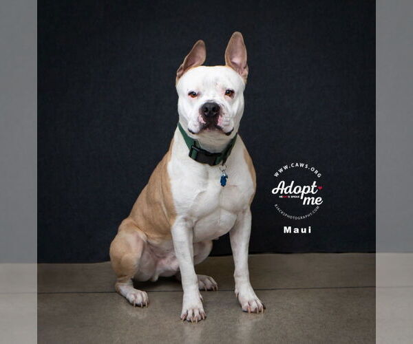 Medium Photo #5 Mutt Puppy For Sale in Salt Lake City, UT, USA