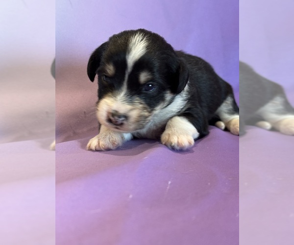 Medium Photo #4 Corgipoo Puppy For Sale in LONGMONT, CO, USA