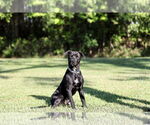 Small #8 Mutt