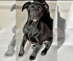 Small Labrador Retriever Mix