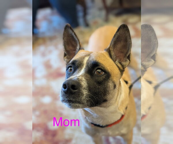 Medium Photo #7 American Staffordshire Terrier-Catahoula Leopard Dog Mix Puppy For Sale in Holly Springs, NC, USA