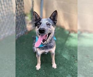 Mutt Dogs for adoption in Chula Vista, CA, USA
