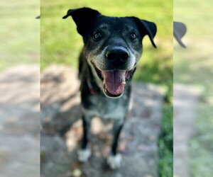 Labrador Retriever-Unknown Mix Dogs for adoption in Osgood, IN, USA