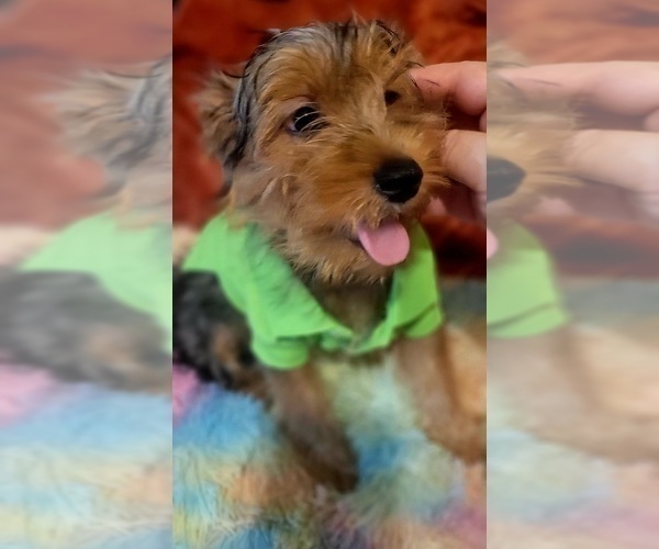 Medium Photo #22 Yorkshire Terrier Puppy For Sale in AKRON, OH, USA