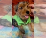 Small Photo #22 Yorkshire Terrier Puppy For Sale in AKRON, OH, USA