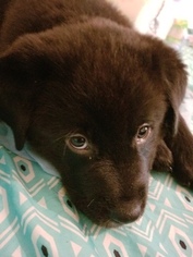 Bernese Mountain Dog-Labrador Retriever Mix Puppy for sale in CRESTLINE, CA, USA