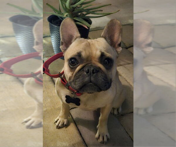 Medium Photo #2 French Bulldog Puppy For Sale in Lake Elsinore, CA, USA