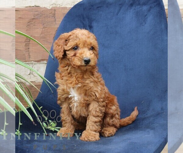 Medium Photo #2 Goldendoodle (Miniature) Puppy For Sale in NARVON, PA, USA