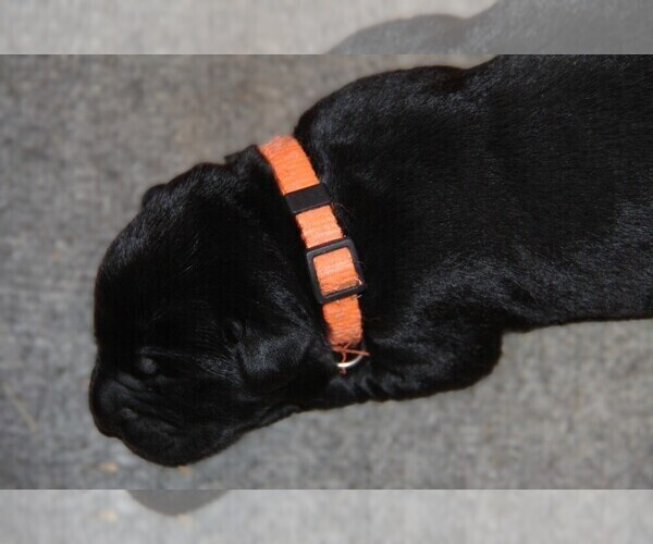 Medium Photo #2 Labrador Retriever Puppy For Sale in HYDE PARK, VT, USA