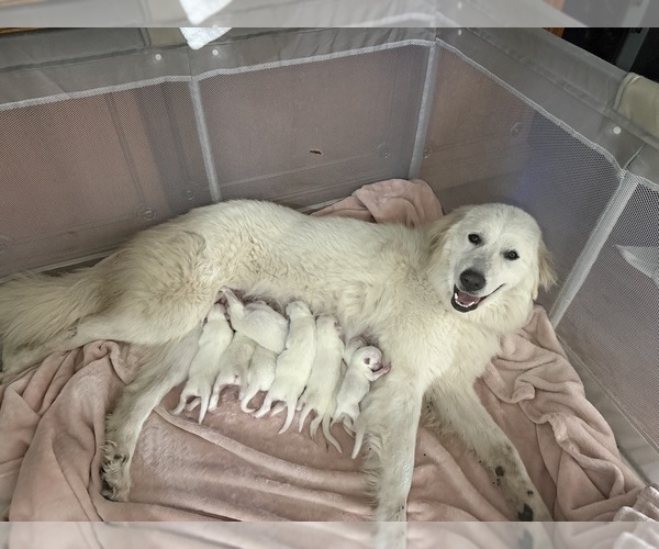 Medium Photo #1 Great Pyrenees Puppy For Sale in DALLAS, TX, USA