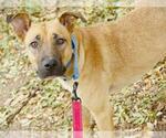 Small #1 Black Mouth Cur Mix