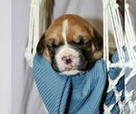 Small Photo #3 Boxer Puppy For Sale in Vail, AZ, USA