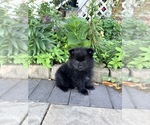 Small #6 Pomeranian