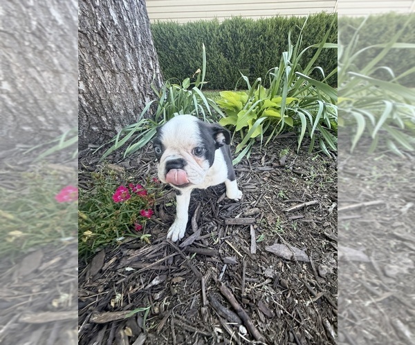 Medium Photo #8 Boston Terrier Puppy For Sale in FREDONIA, KS, USA
