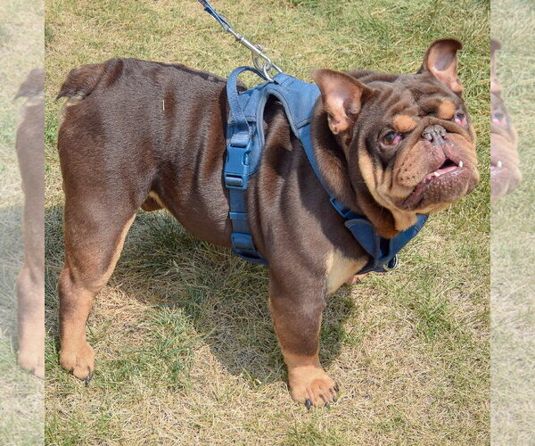 Medium Photo #3 Bulldog Puppy For Sale in Huntley, IL, USA