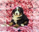 Small Photo #3 Bernese Mountain Dog Puppy For Sale in DELTA, PA, USA