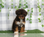 Small #1 Aussie-Poo