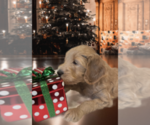 Small Photo #1 Goldendoodle-Poodle (Standard) Mix Puppy For Sale in SUGAR LAND, TX, USA