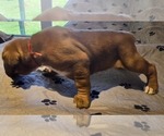 Small Photo #5 Boxer Puppy For Sale in LINN GROVE, IN, USA