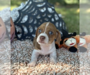 Dachshund Puppy for sale in TULSA, OK, USA